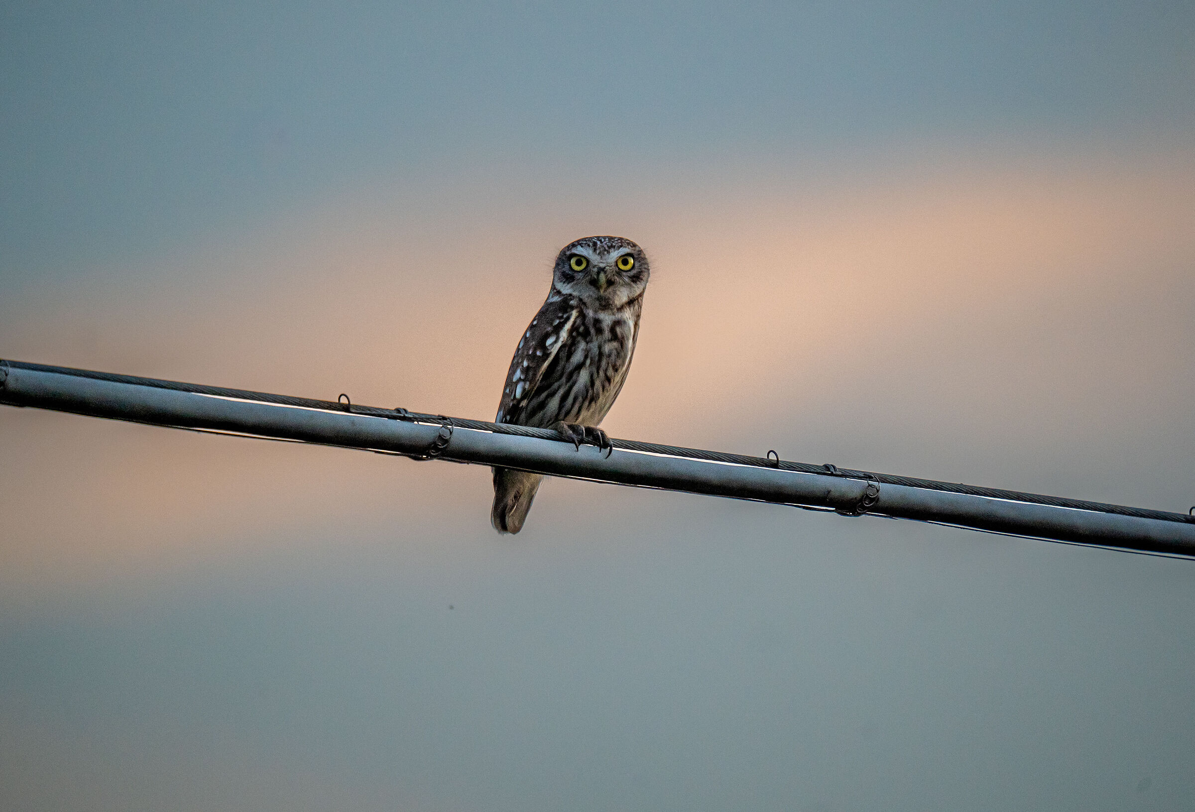 Owl at dusk