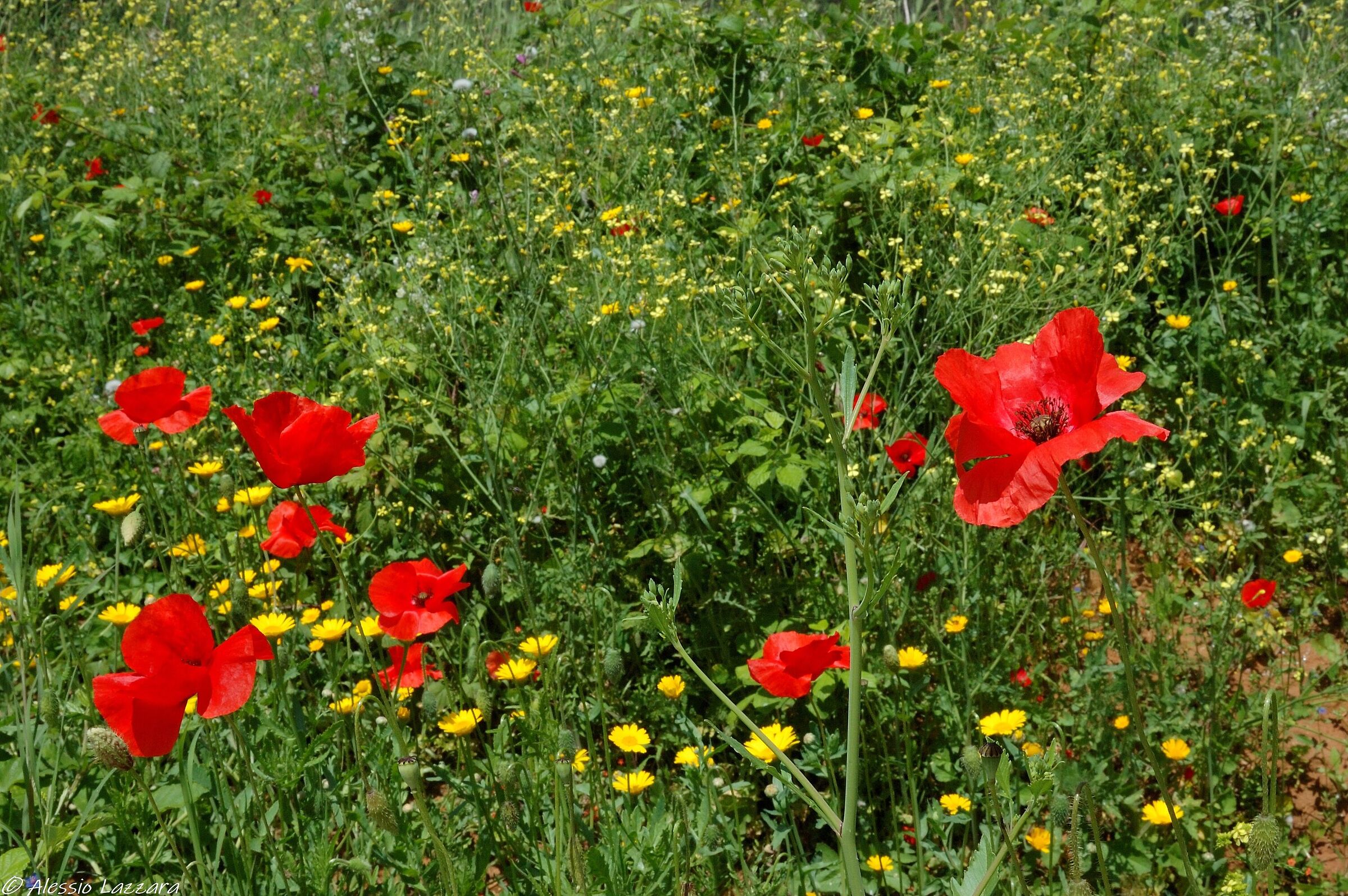 A thousand colours for the fields