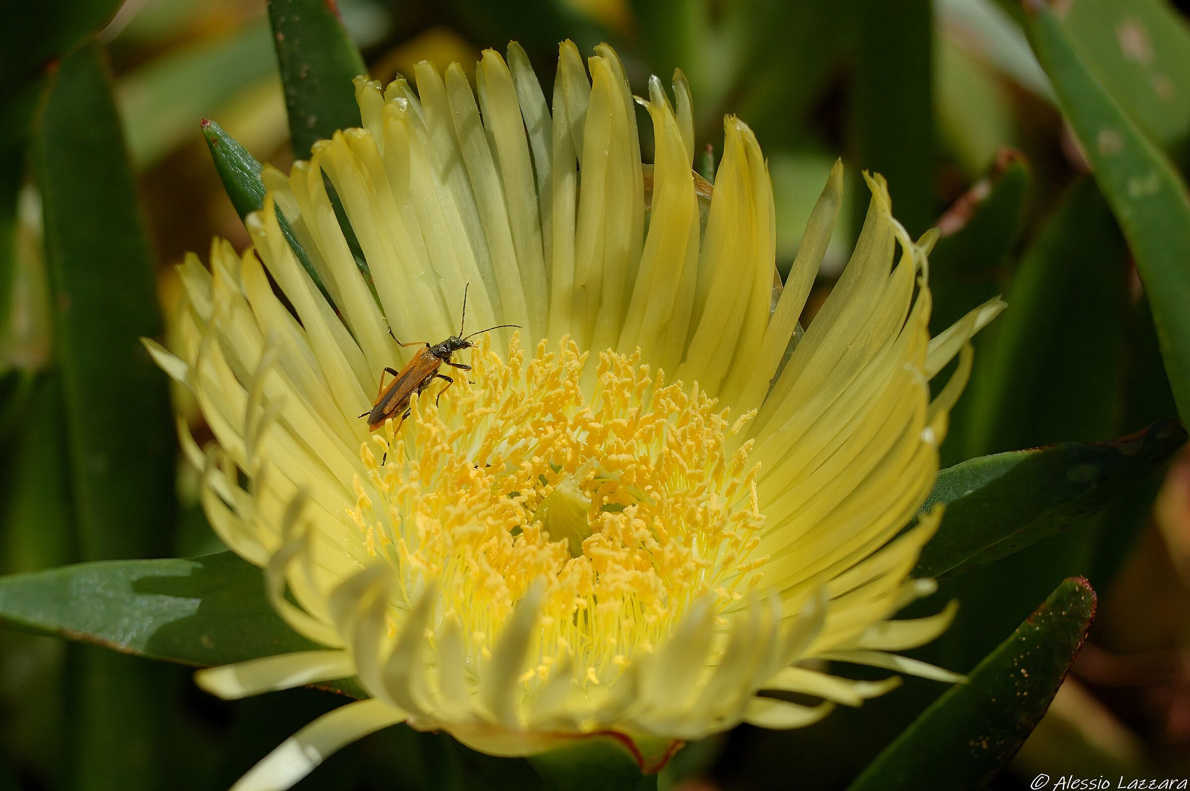 Zoomando... nel giallo