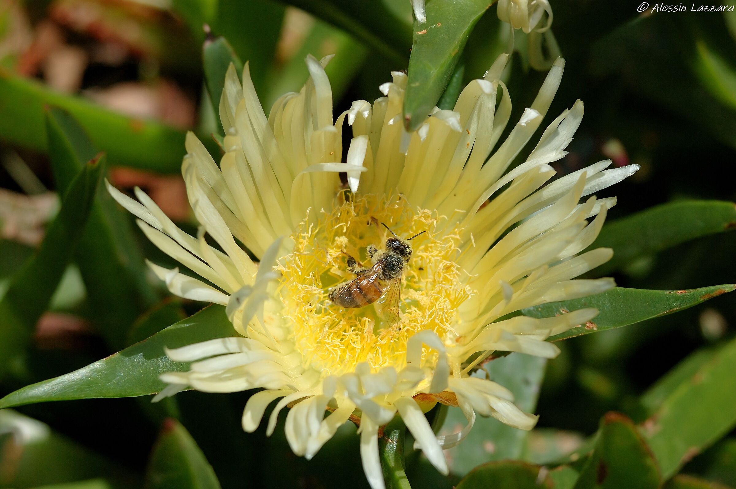 Impollinando in qua e in là...