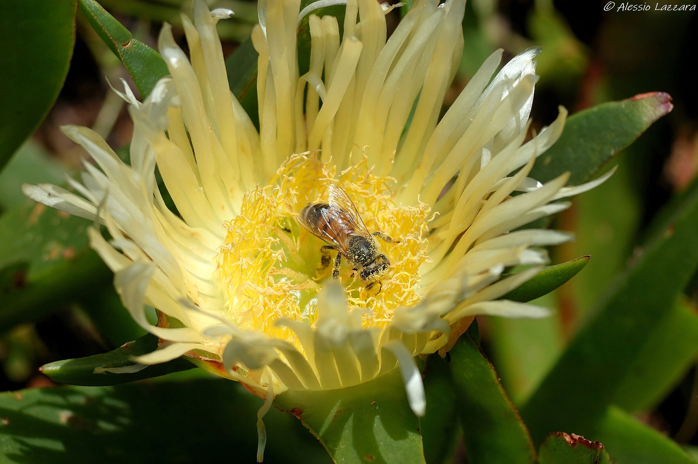 Impollinando in qua e in là... II
