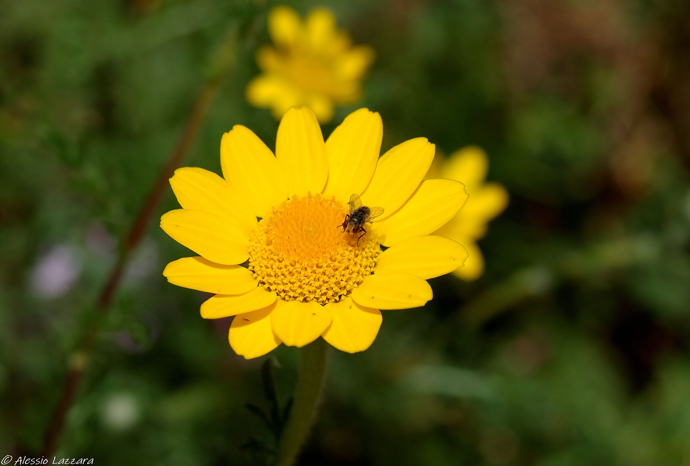 Zoomando... nel giallo 2