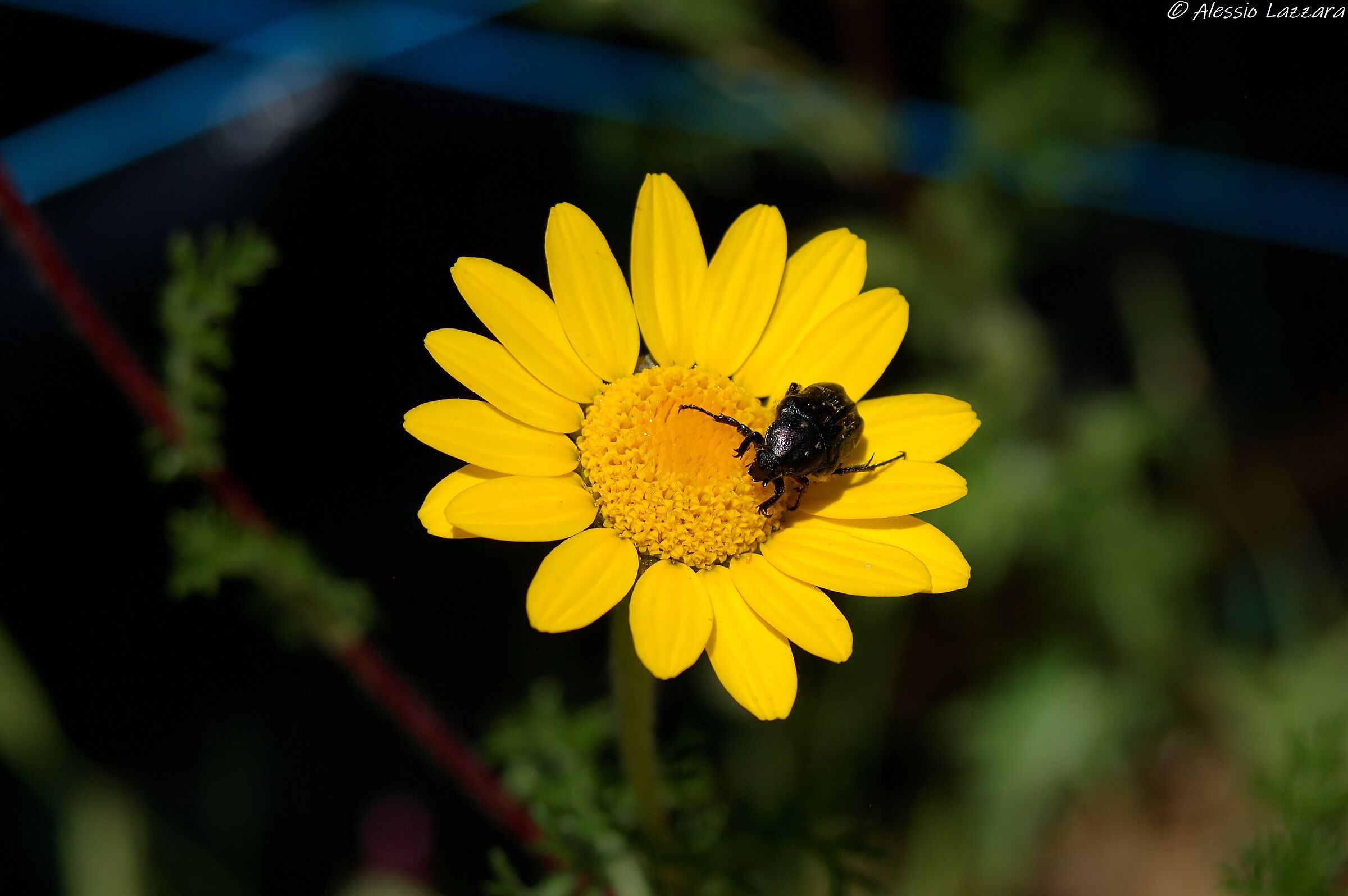 Zoomando... nel giallo 3