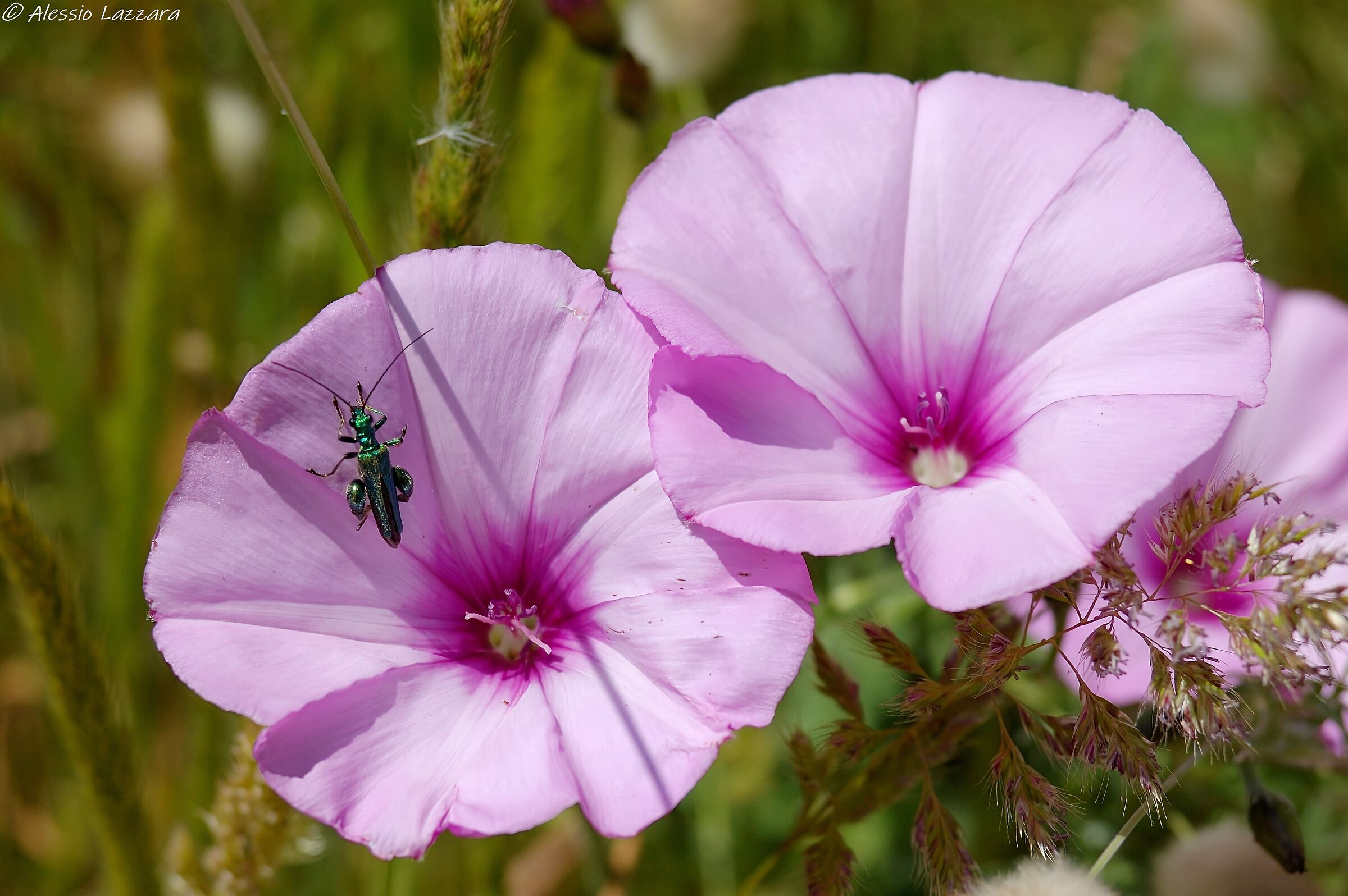 Zoomando... nel rosa