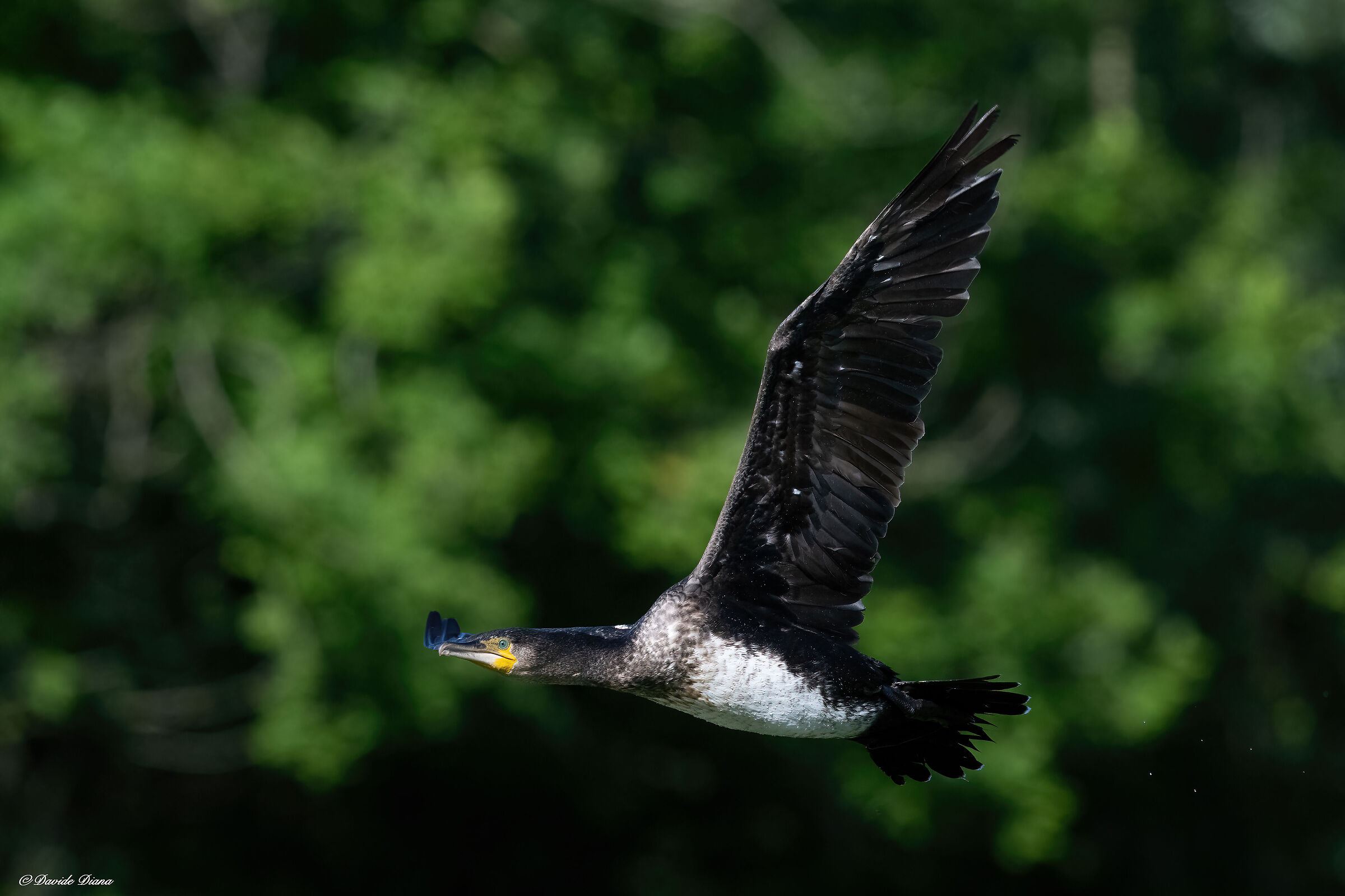 Cormorant