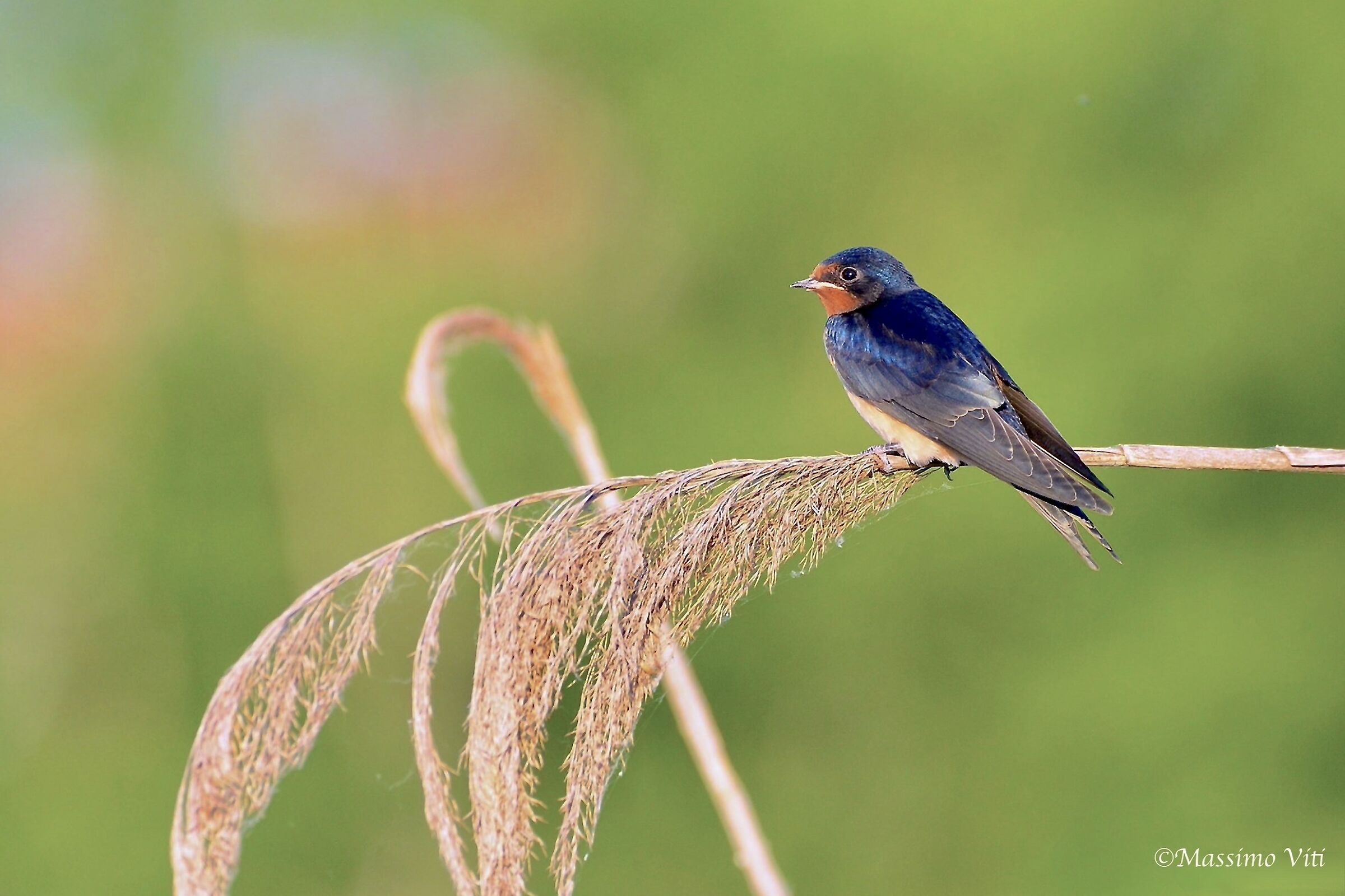 Rondine comune ( Hirundo rustica )