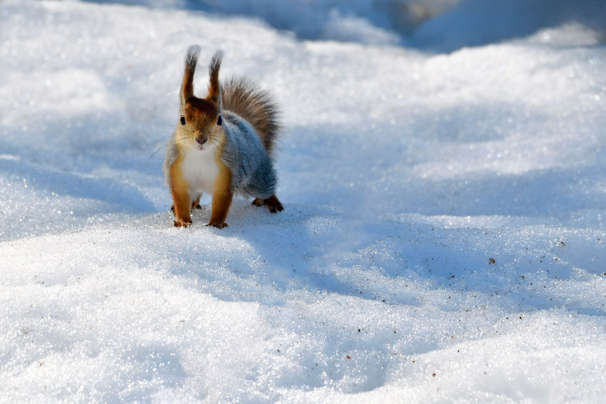 Scoiattolo, Red Squirrel
