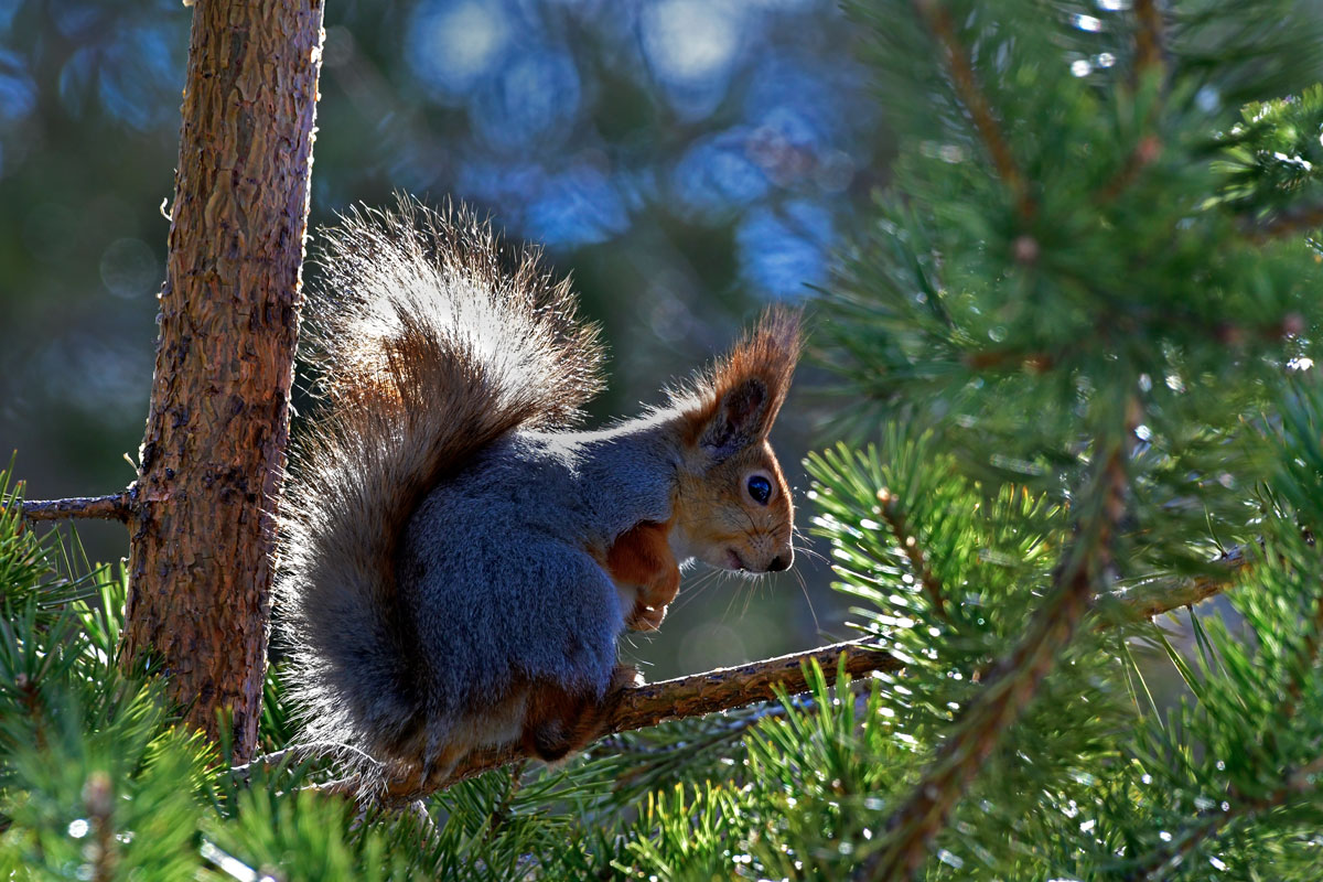 Scoiattolo, Red Squirrel