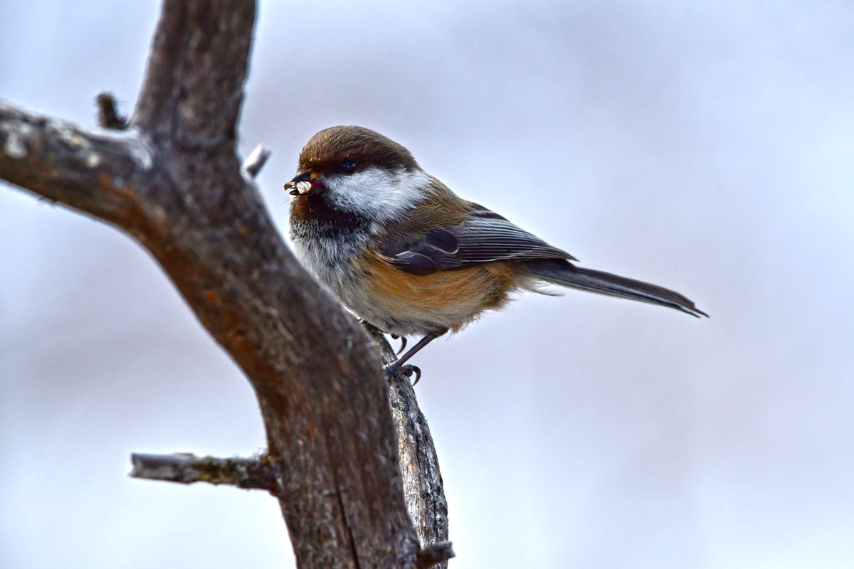 Cincia siberiana, Siberian Tit