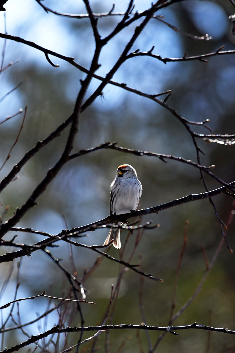 Organetto artico, Arctic Redpoll