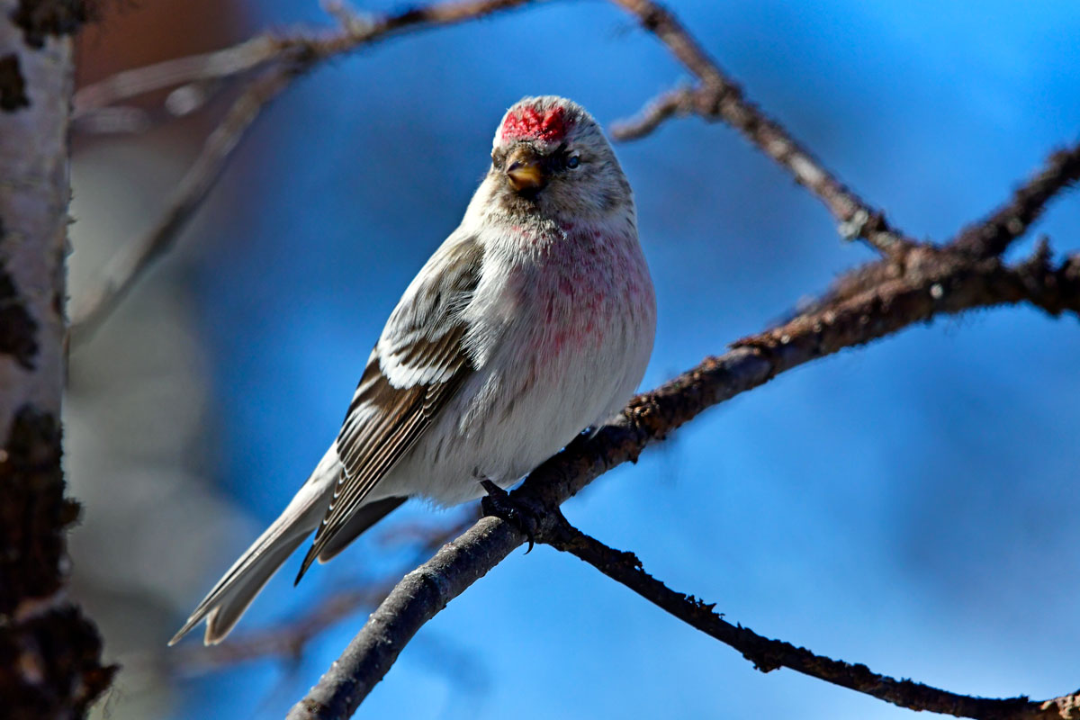 Organetto artico (Carduelis hornemanni), Arctic Redpoll