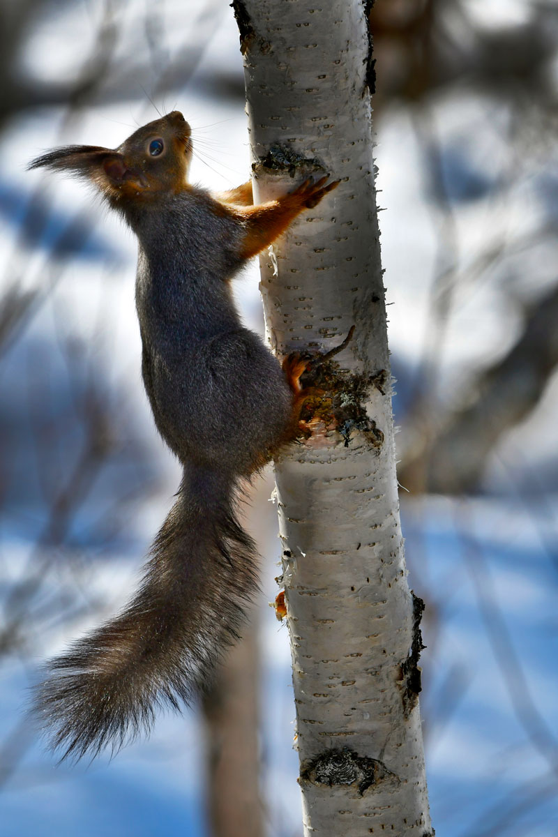 Scoiattolo (Sciurus vulgaris), Red Squirrel