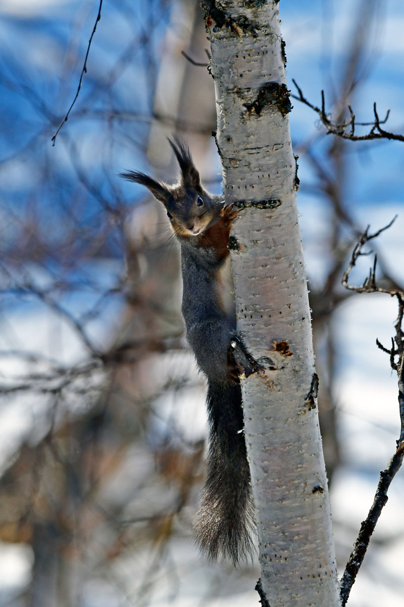 Scoiattolo, Red Squirrel