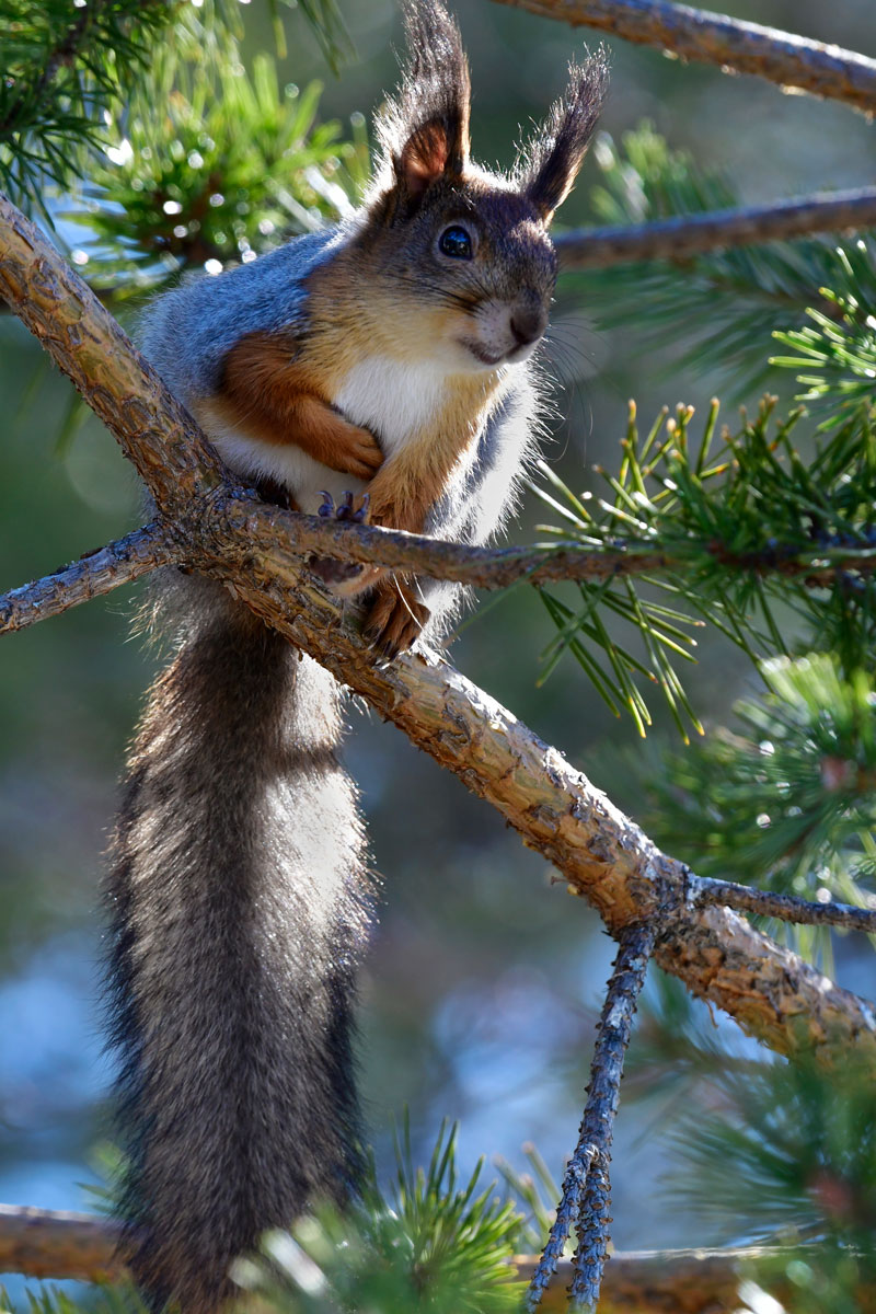 Scoiattolo, Red Squirrel