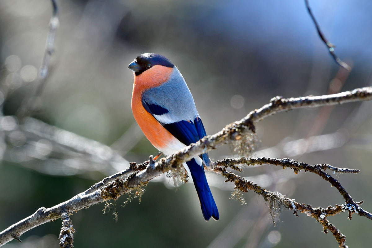 Ciuffolotto, Bullfinch