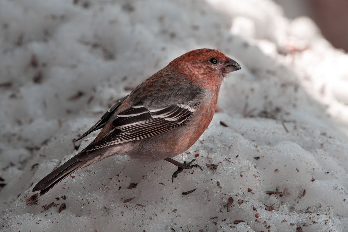 Ciuffolotto delle pinete, Pine Grosbeak