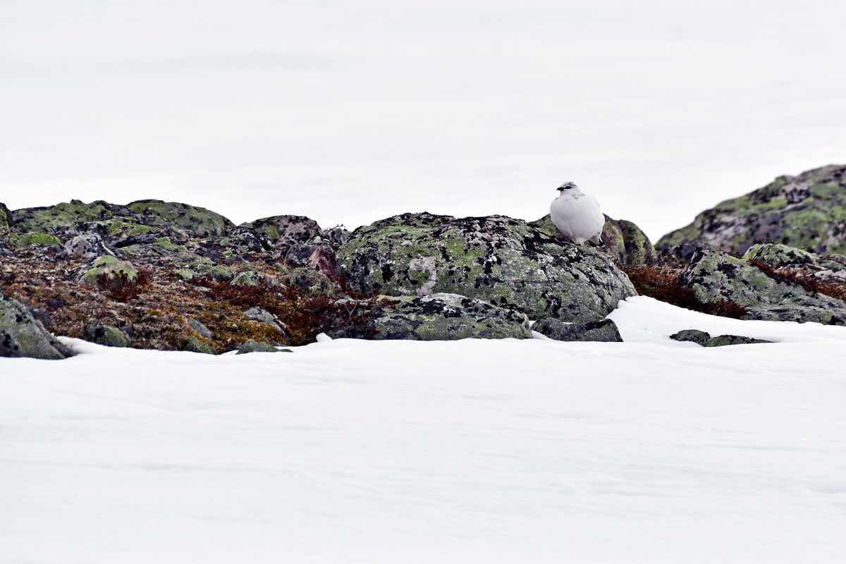 Pernice bianca, Ptarmigan