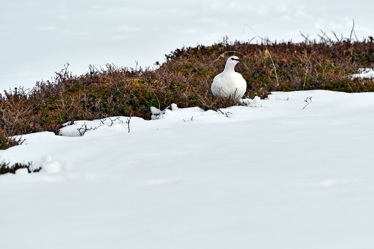 Pernice bianca, Ptarmigan