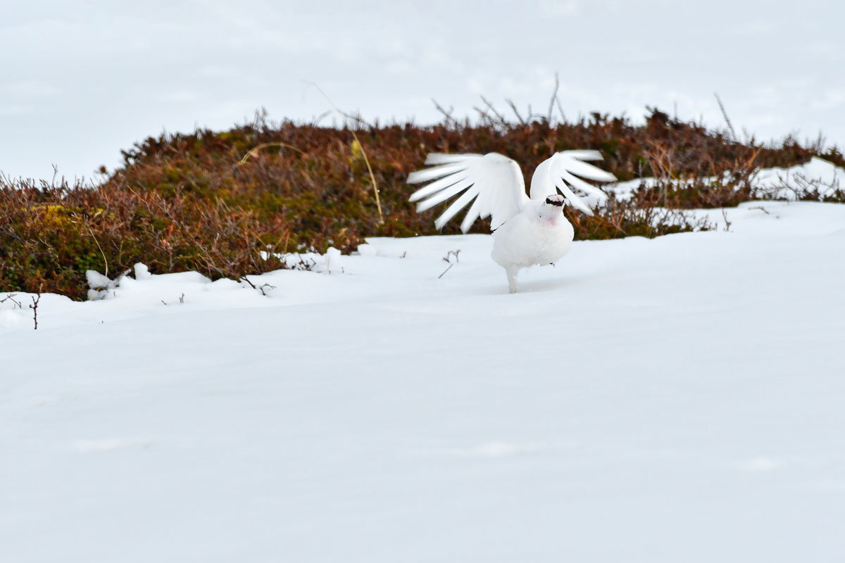 Pernice bianca, Ptarmigan