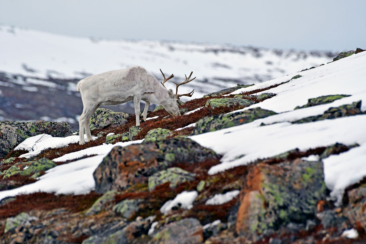 Renna, Reindeer