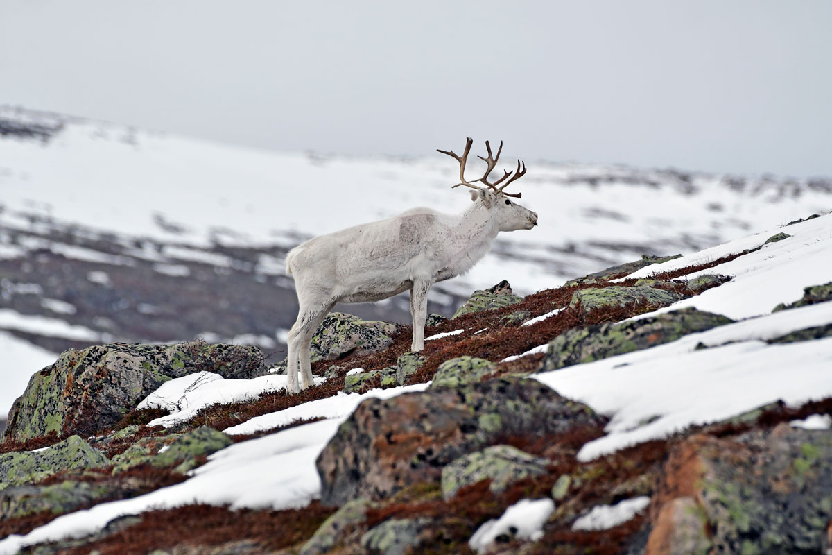 Renna, Reindeer