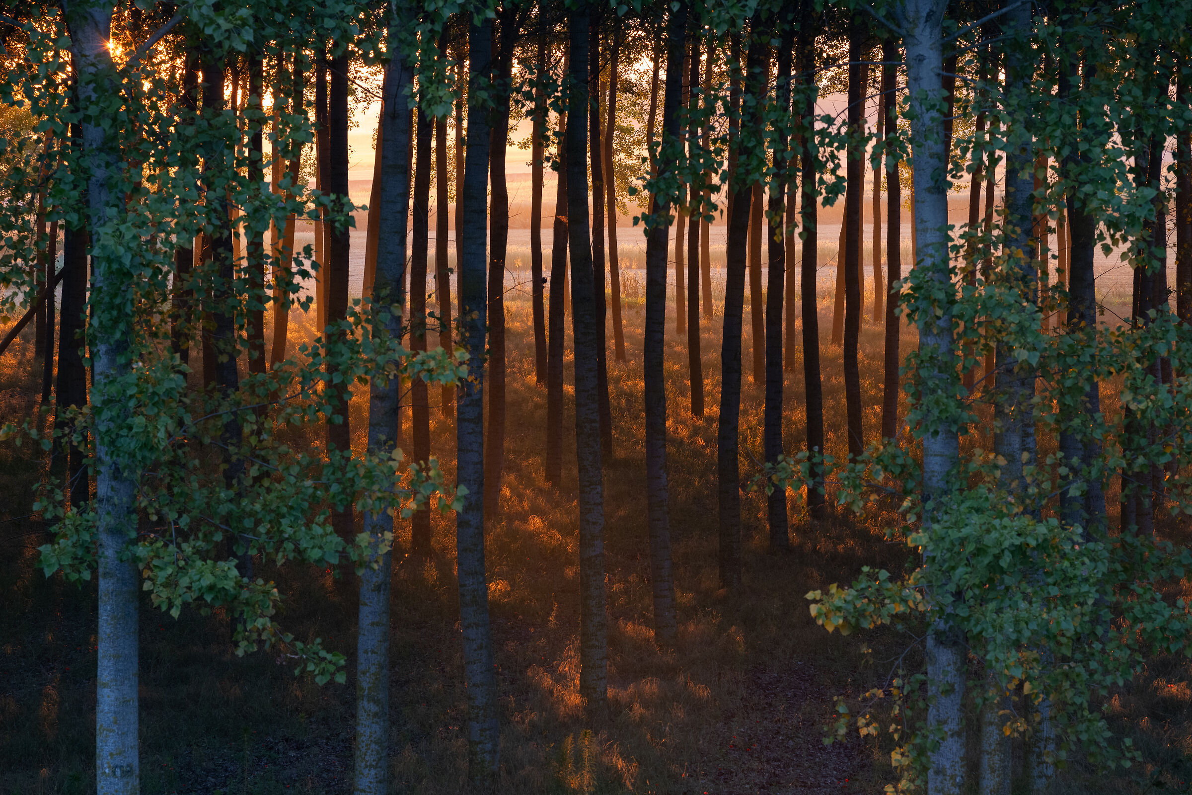 First light in the trees