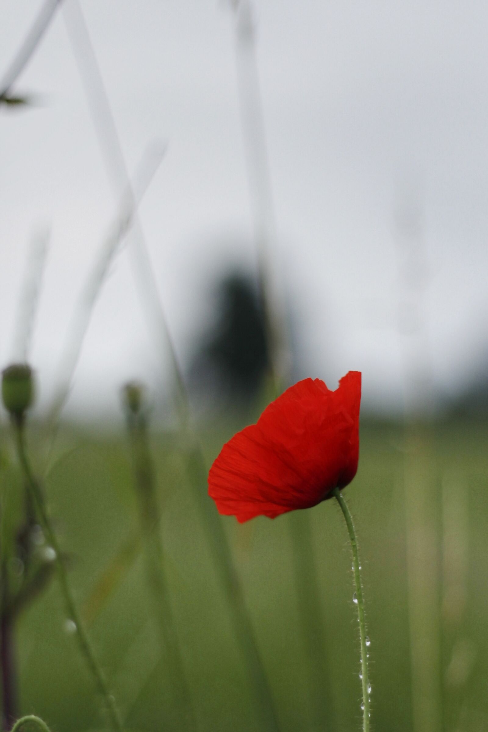 Poppies without ducks