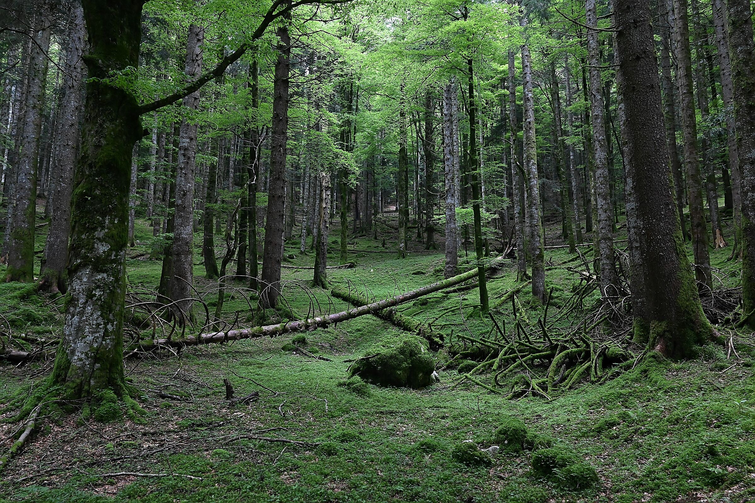 Into the wild