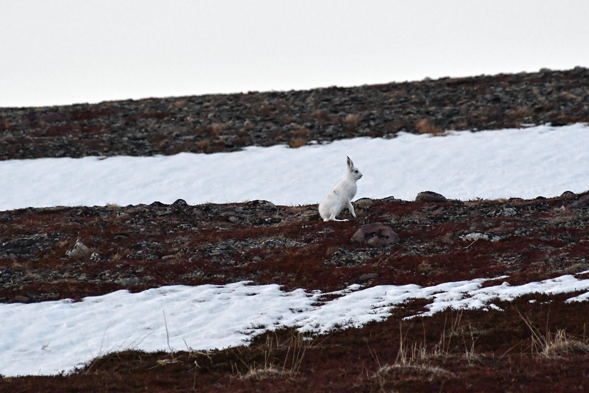 Lepre variabile, Mountain Hare