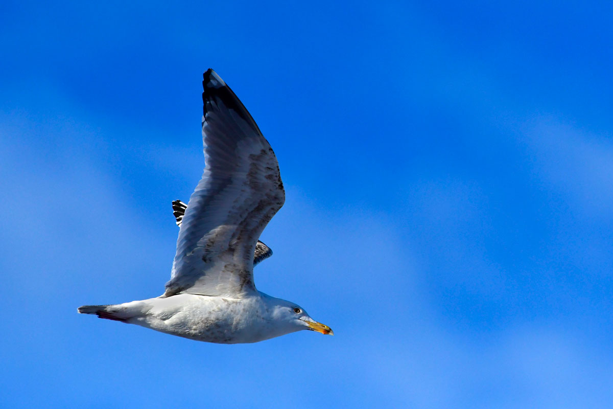 Gabbiano Zafferano, Lesser Black-backed Gull