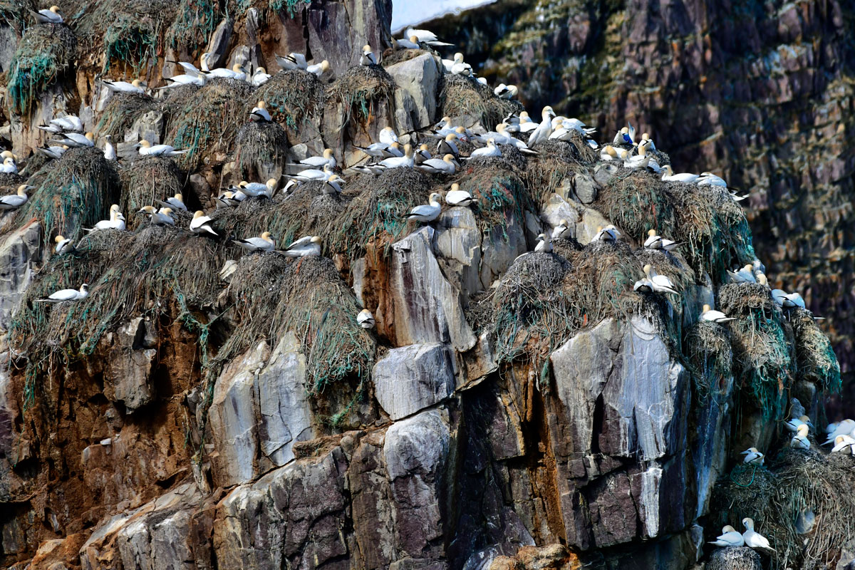 Sule, Gannets
