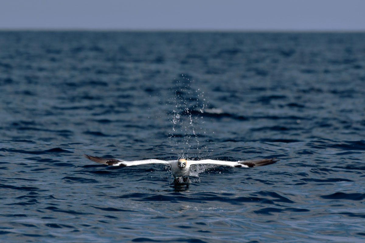 Sula, Gannet