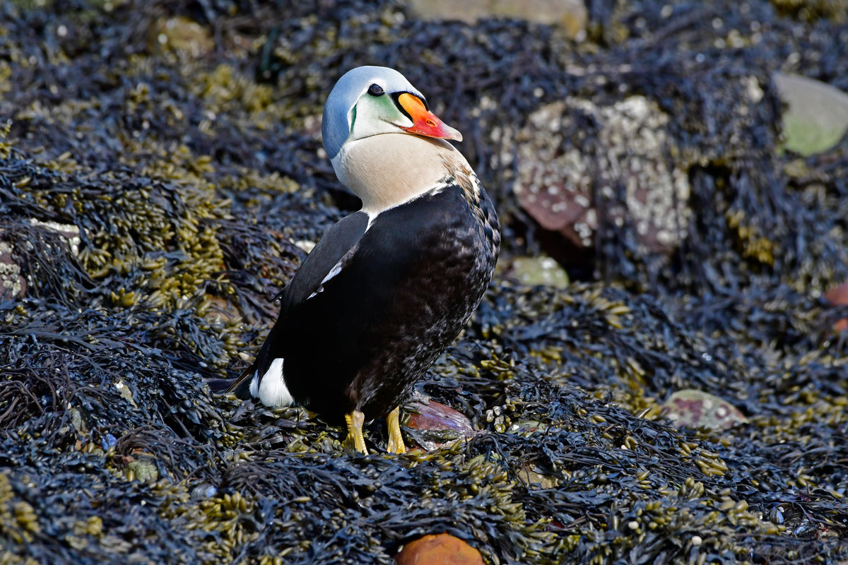 Re degli Edredoni, King Eider