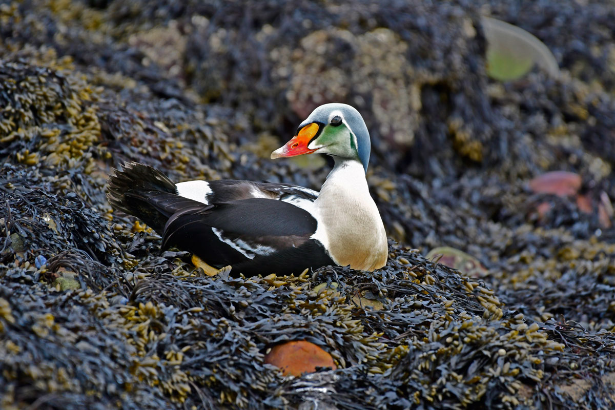 Re degli Edredoni, King Eider
