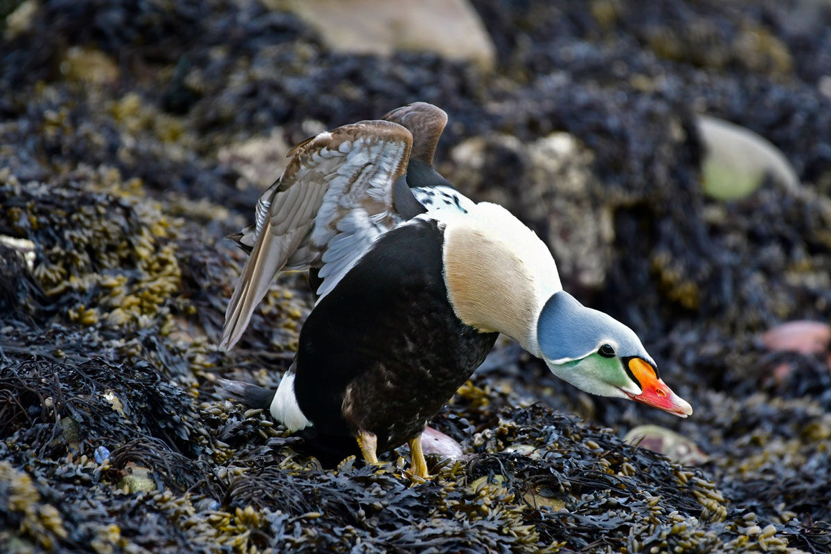 Re degli Edredoni, King Eider