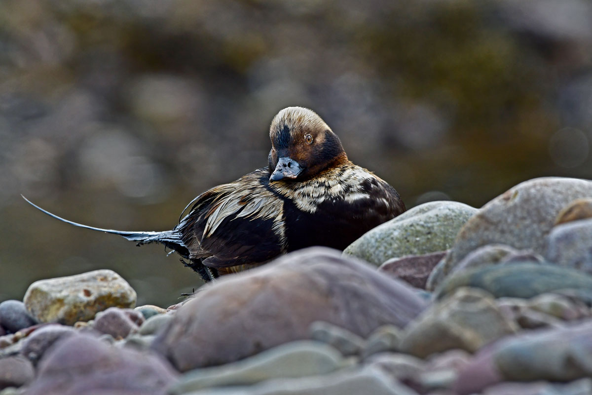 Moretta codona, Long-tailed Duck