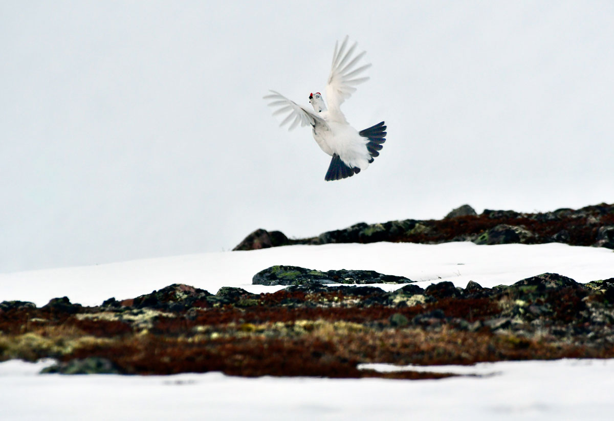 Pernice bianca, Ptarmigan