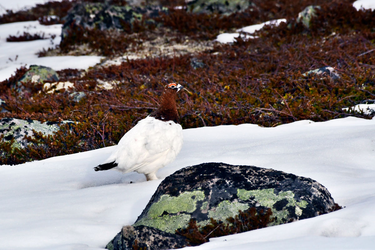Pernice bianca nordica, Willow Ptarmigan