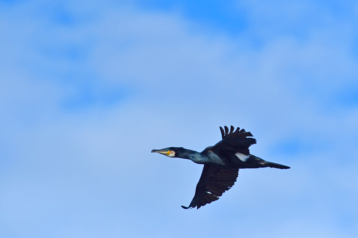 Cormorano, Great Cormorant