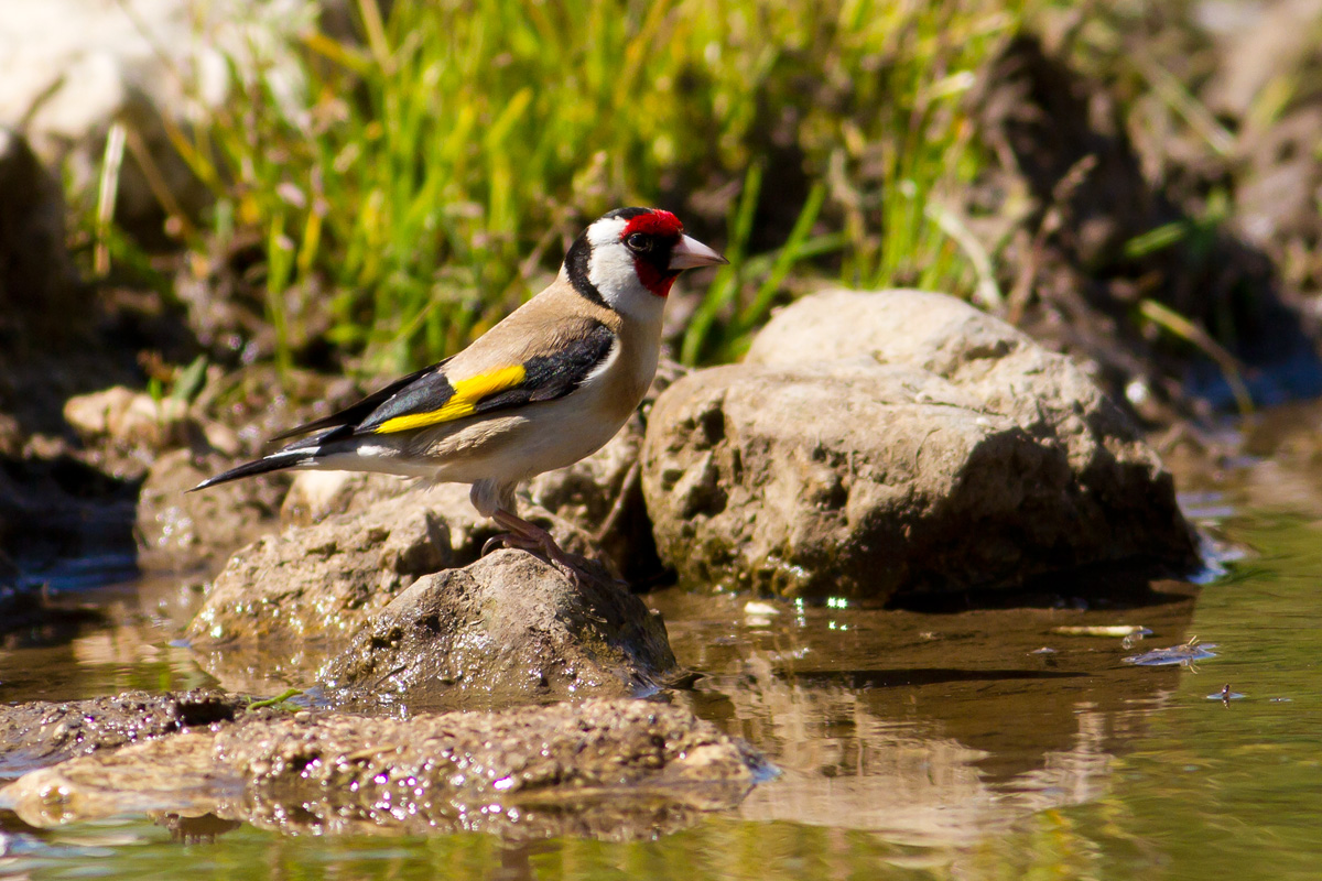 How nice the Goldfinch