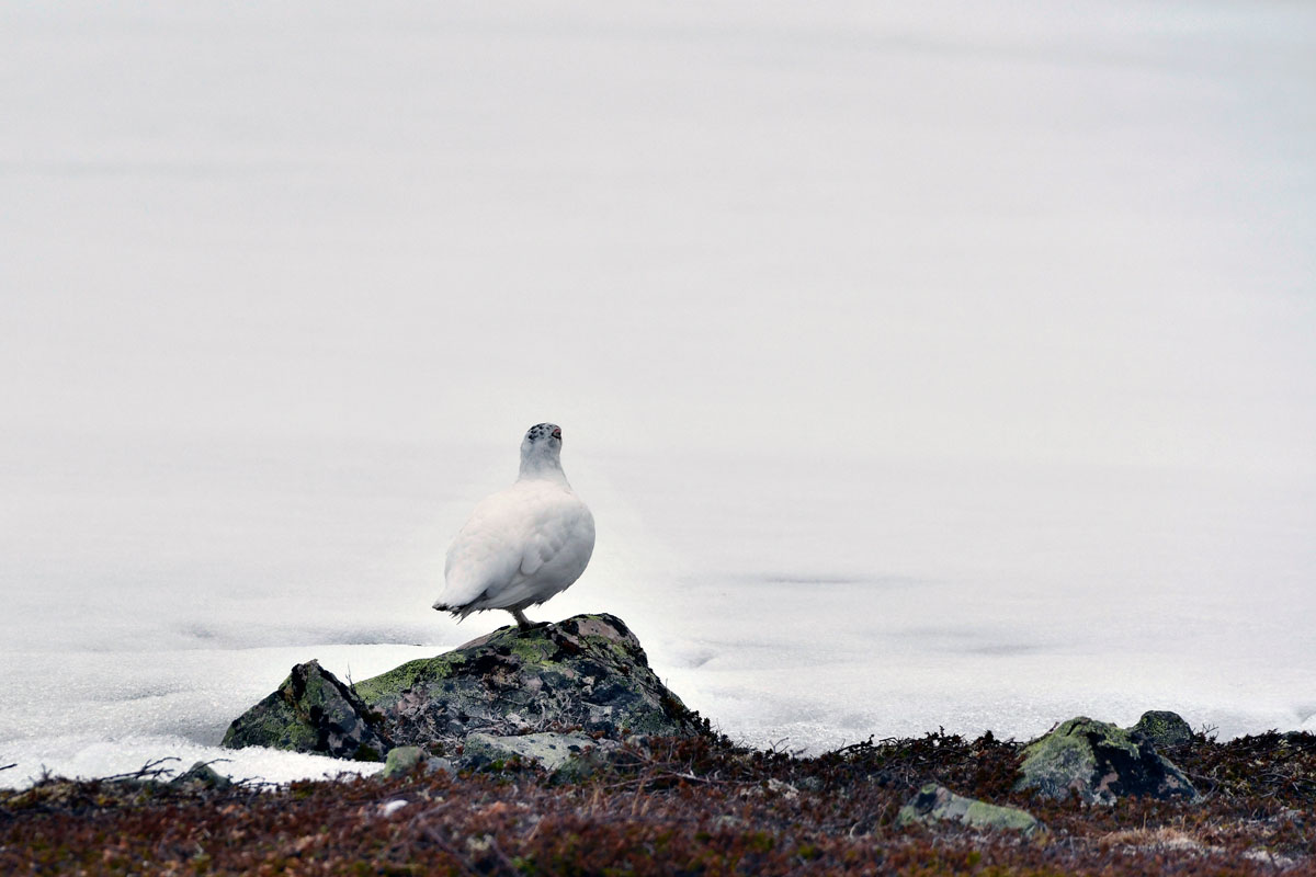 Pernice bianca, Ptarmigan