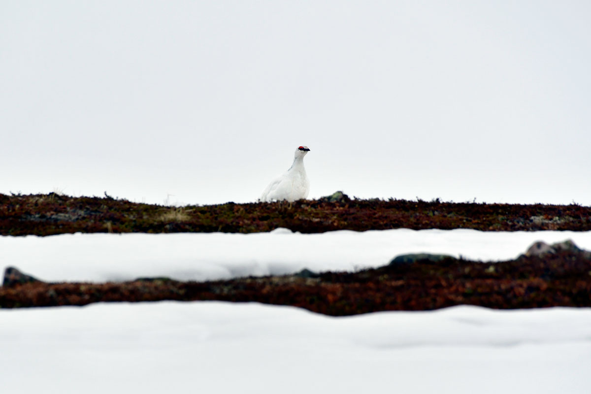Pernice bianca, Ptarmigan