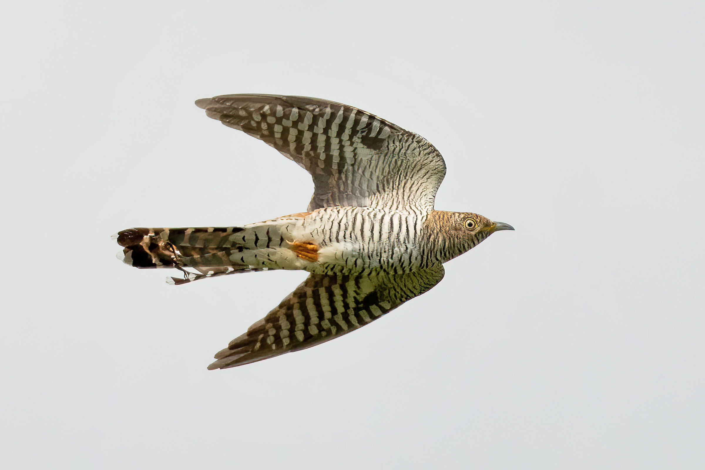 Cuculo (Cuculus canorus)