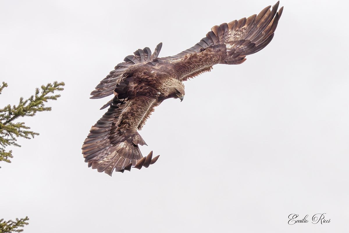 aquila reale Alpi Italiane