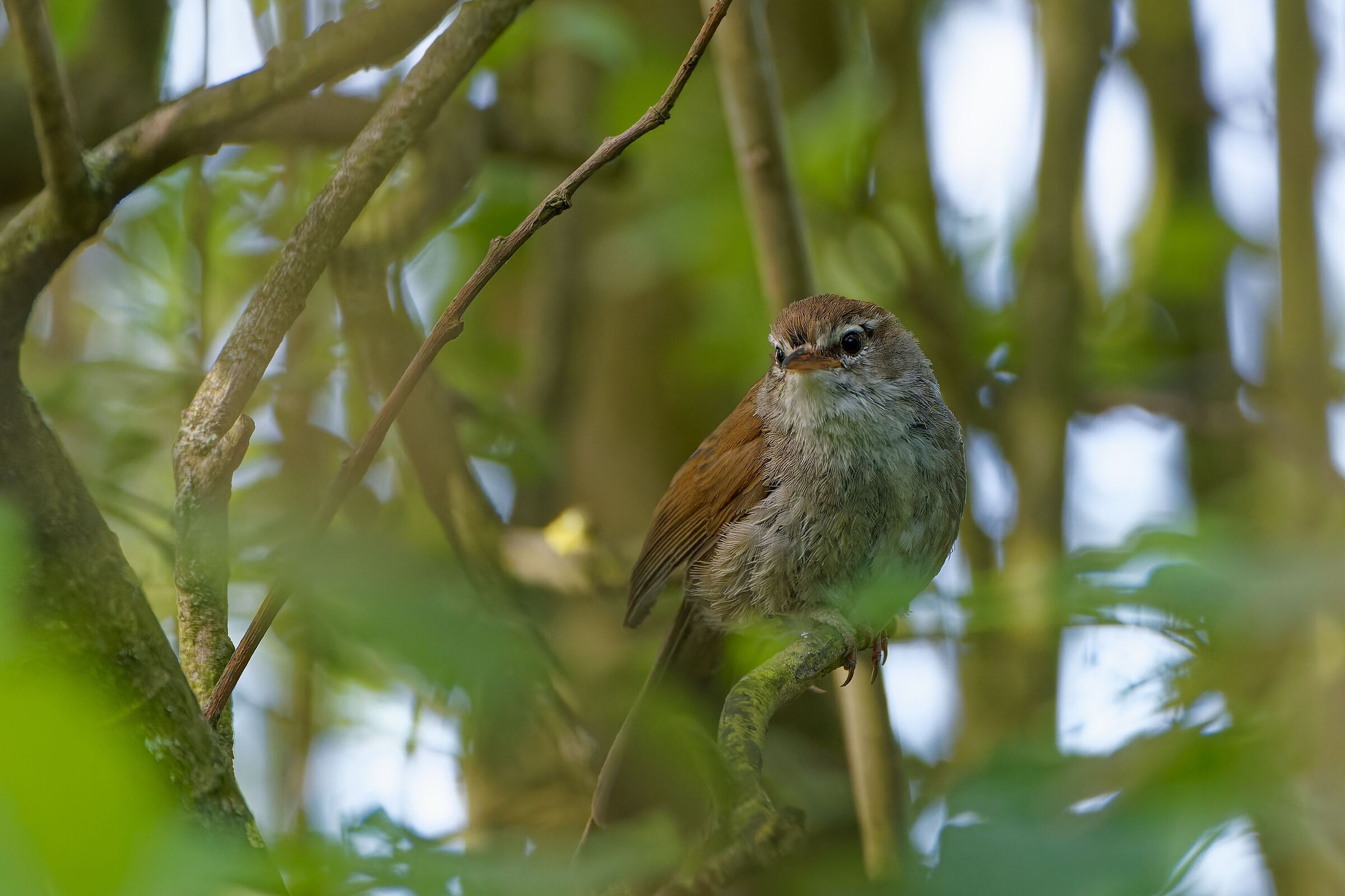 River nightingale