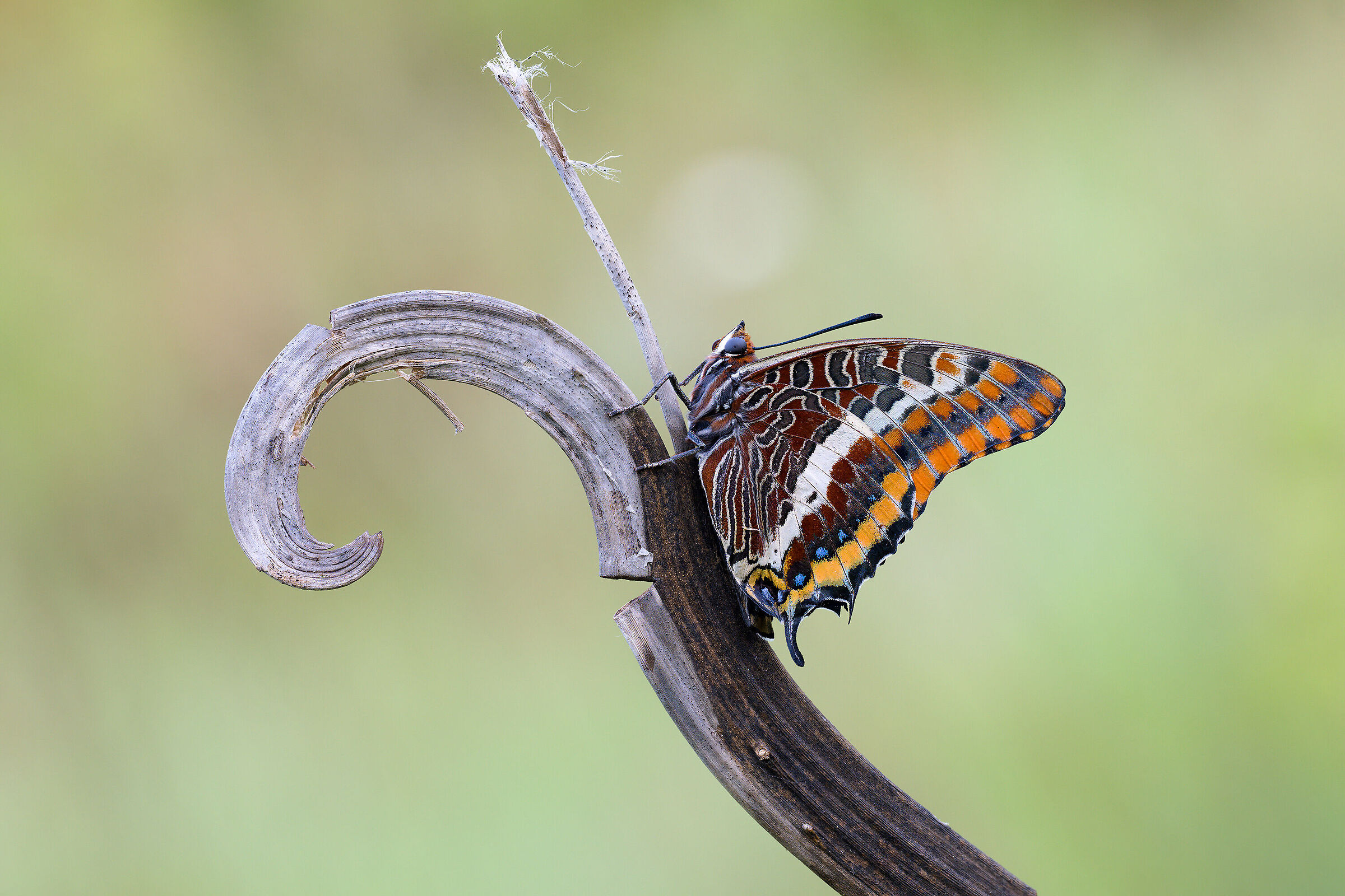 Charaxes jasius
