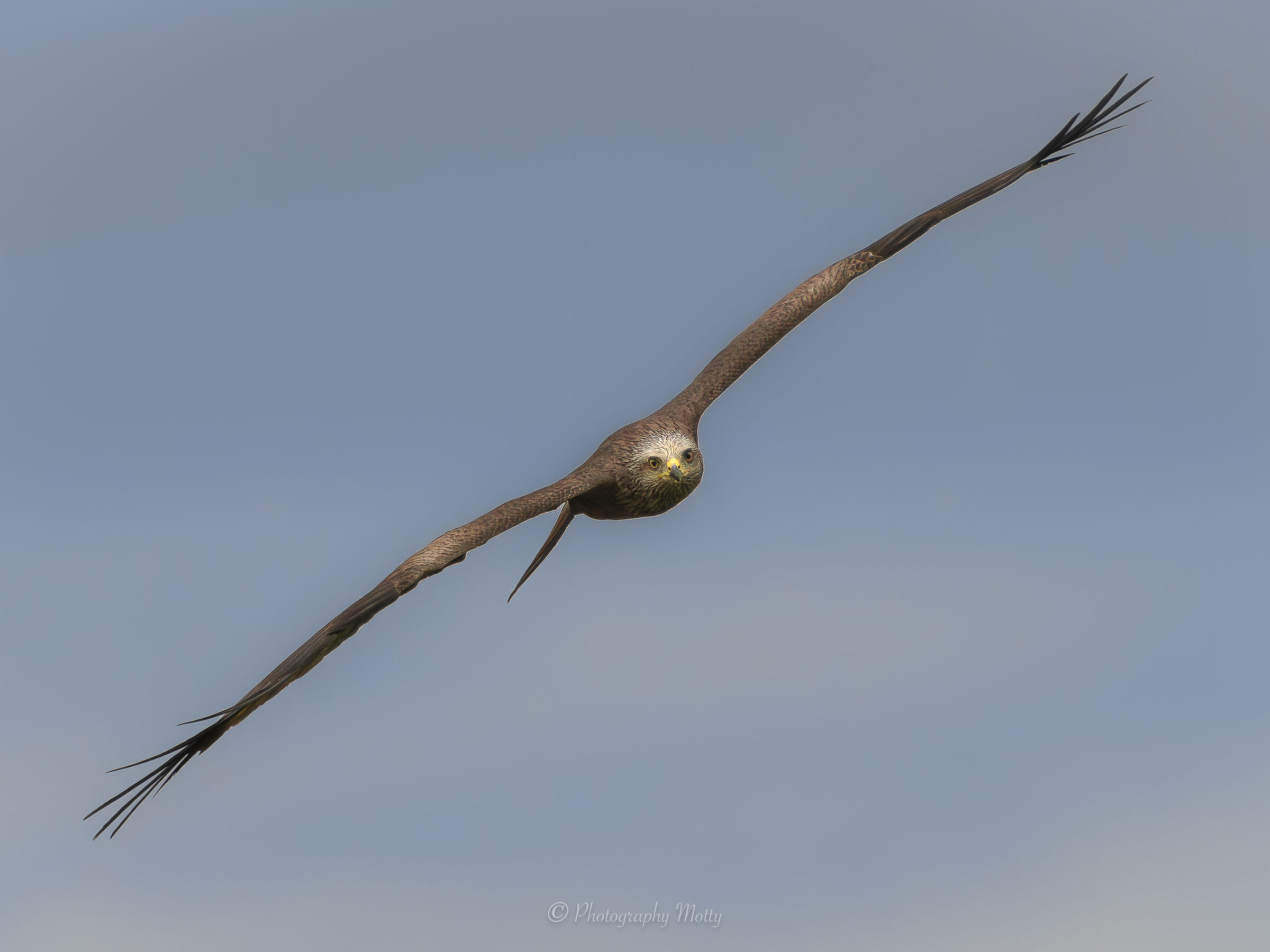 Preso in volo al volo