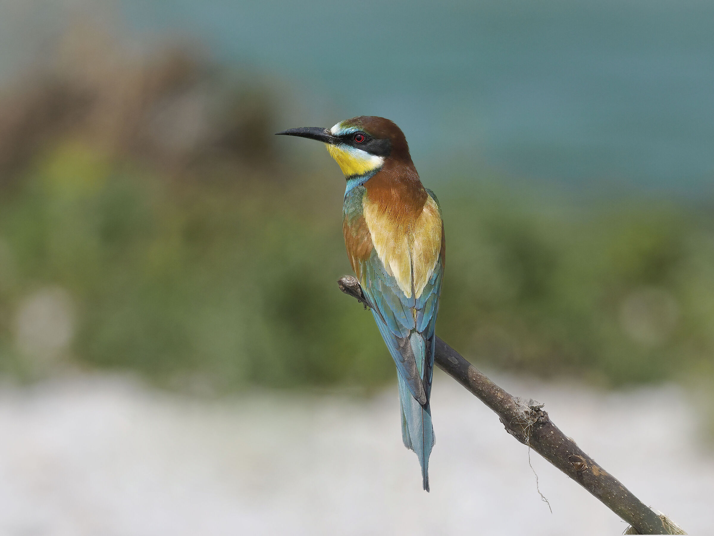 bee-eater