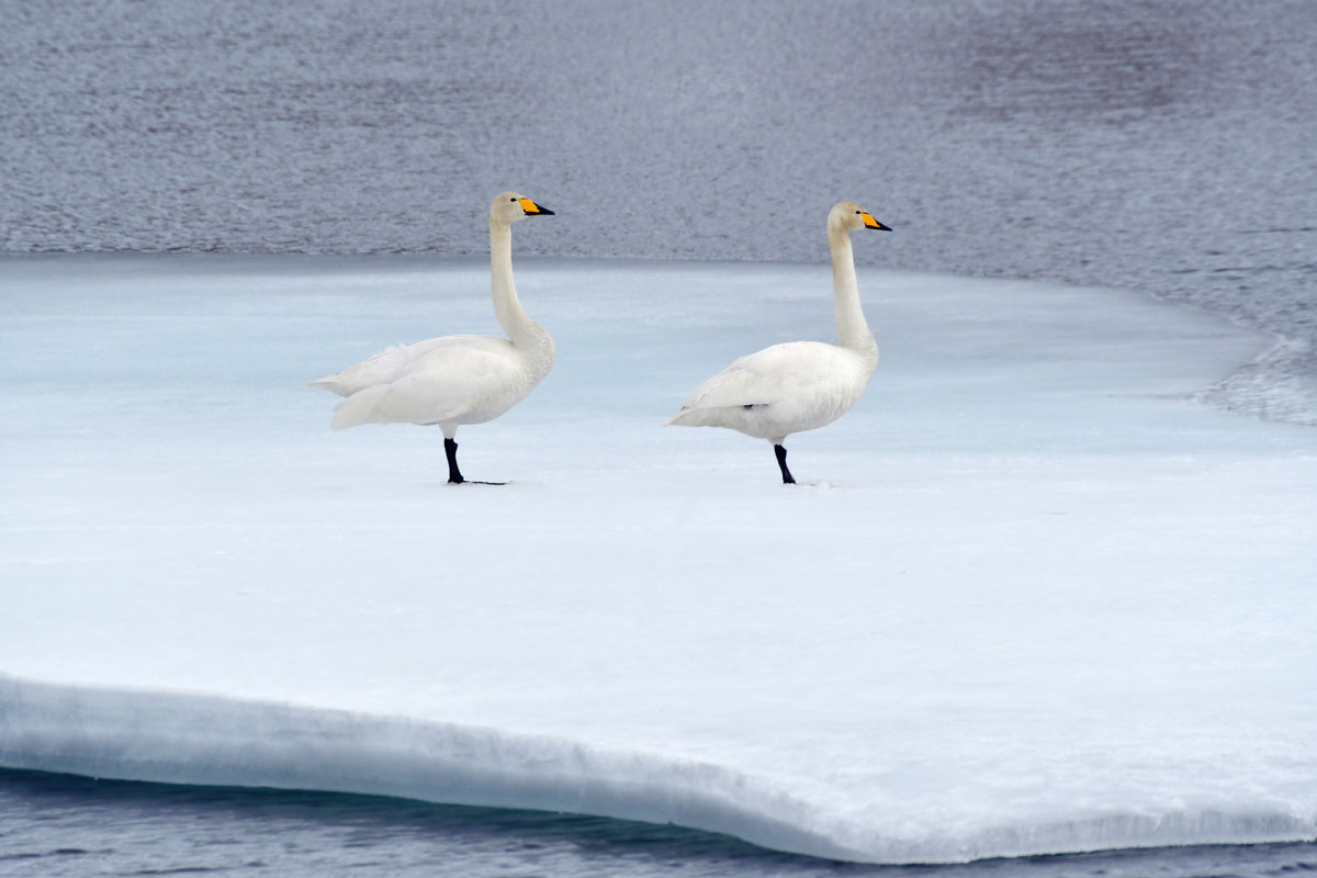 Cigni selvatici, Wooper Swans