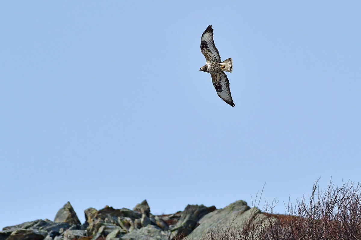 Poiana calzata, Rough-legged Hawk